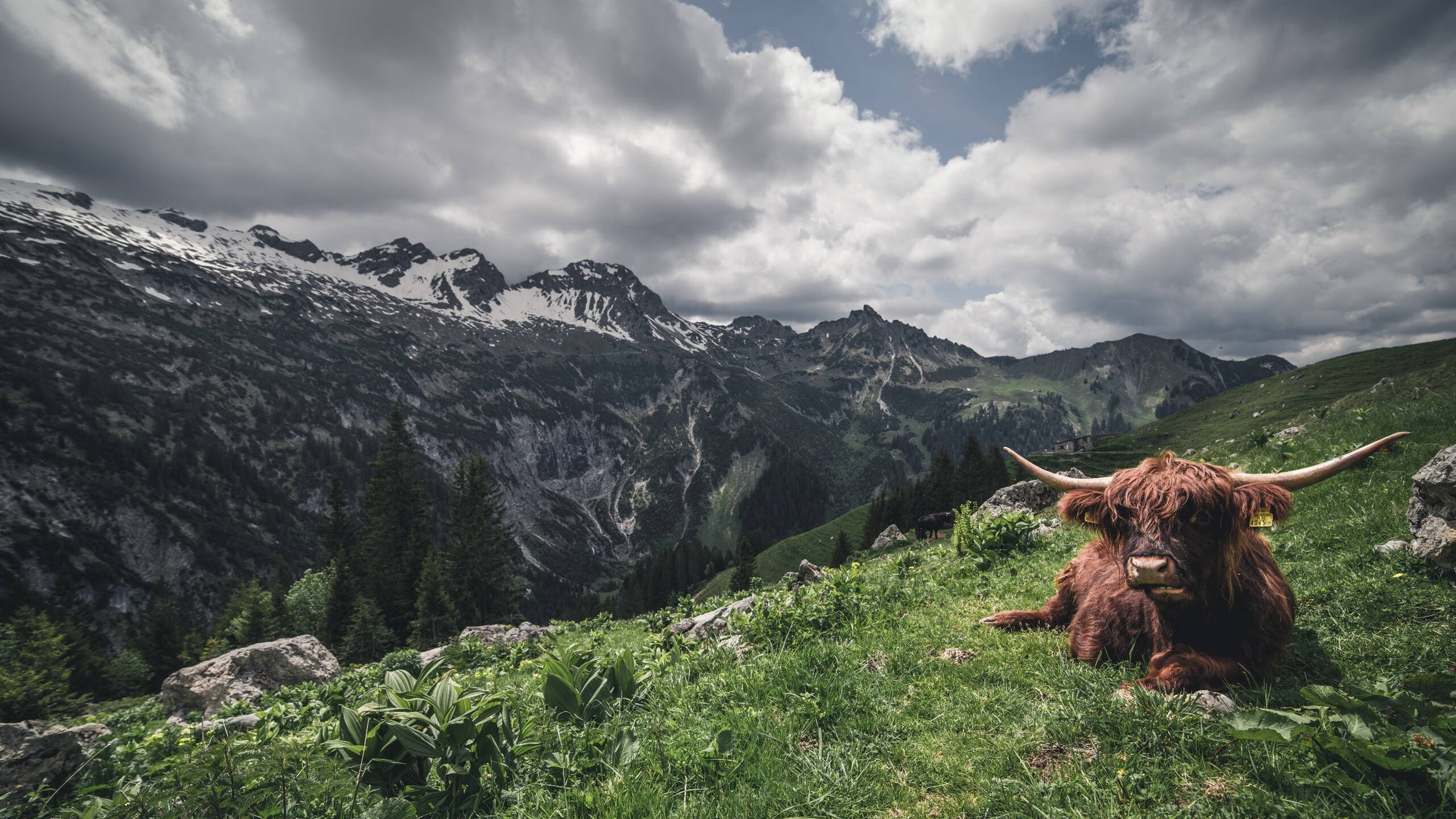塞内加尔铁蹄踏平雷恩堡垒,阿圭罗化身关键先生定乾坤