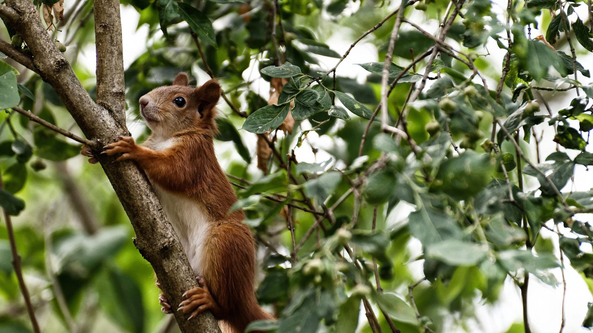 金鳞破浪,内马尔单骑难救主,克罗地亚闪电三连击终结挪威童话