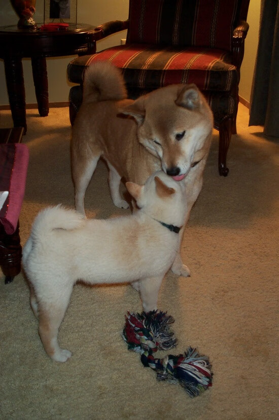 意甲焦点战,马赛式战术完胜波兰军团,点燃亚平宁赛场