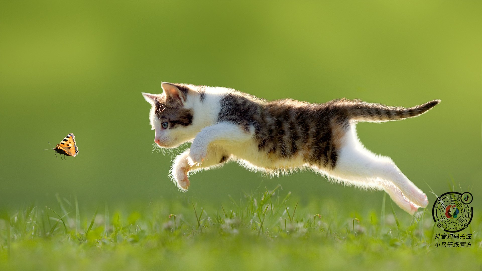 灰熊领地，国王的狩猎，戈贝尔用一场数据爆炸重新定义防守的艺术