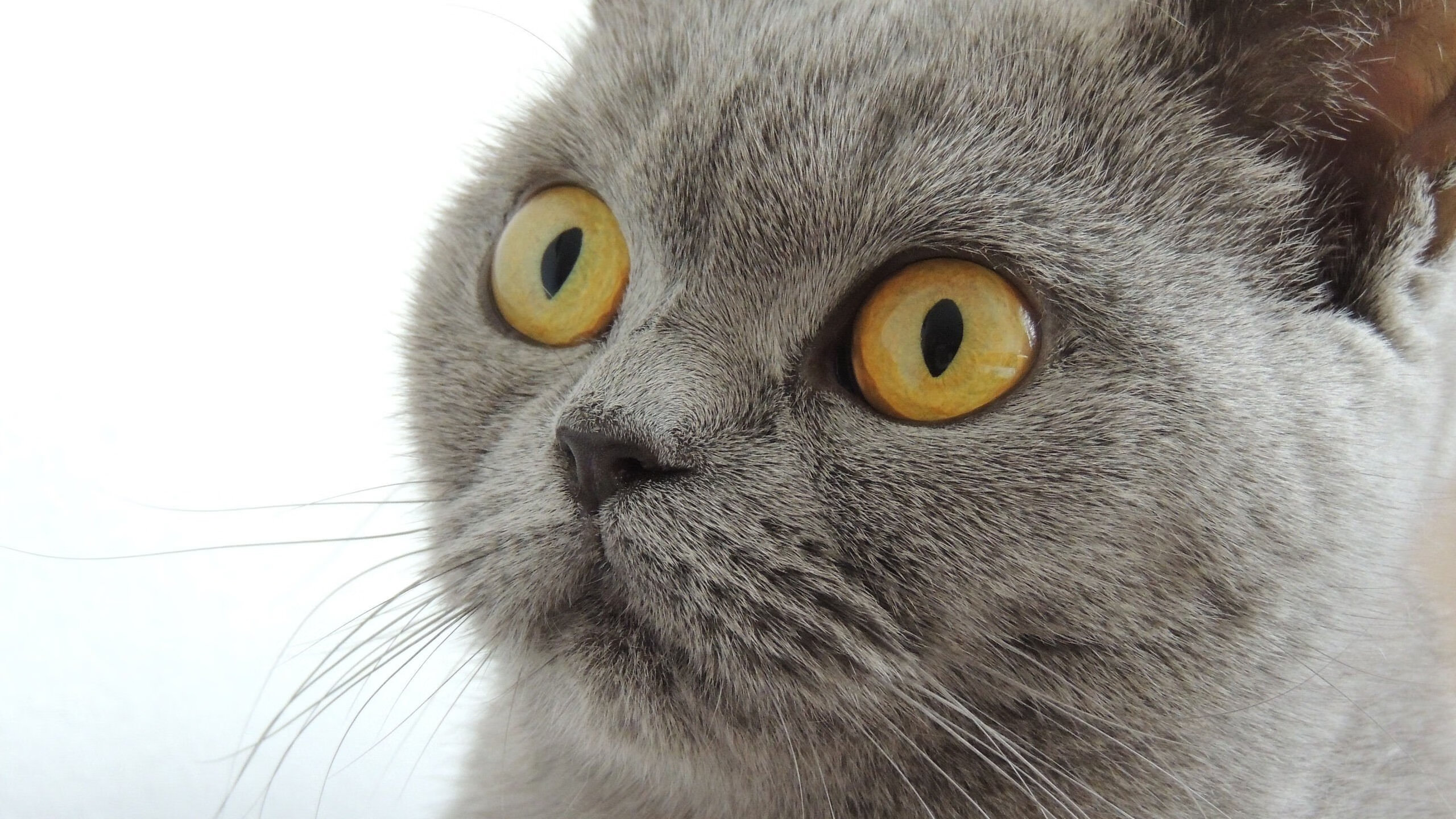 冰与火的奏鸣曲,当黄喜灿的冷静遇到爱尔兰的热血,那不勒斯防线如何融化