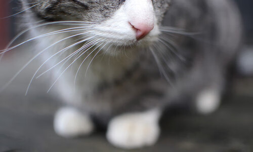 曼联的桑巴蓝图与德甲争冠战的拉丁狂舞,当红魔深耕巴西时,德甲的南美风暴早已到来