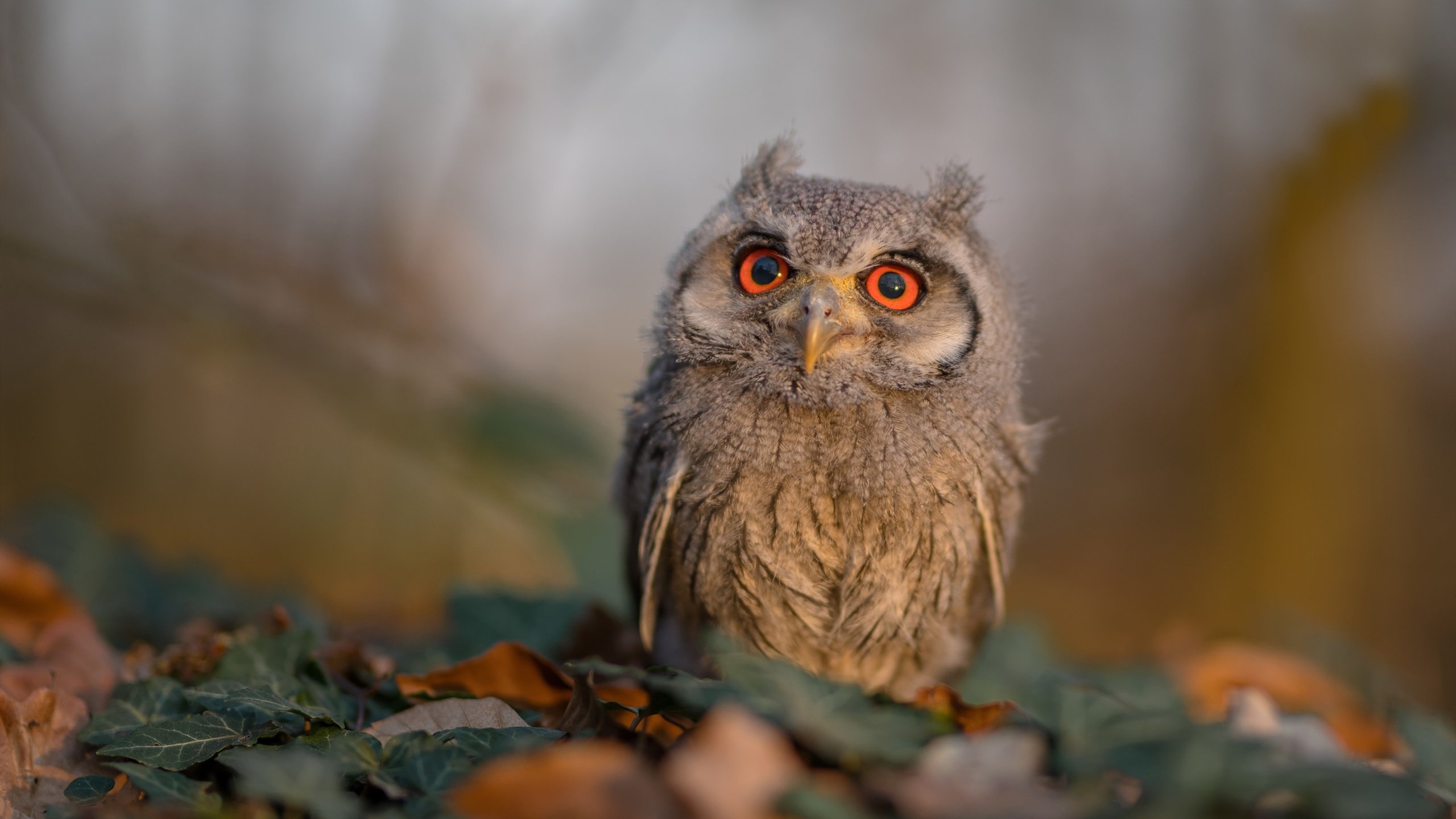 关键时刻的英雄,卡瓦哈尔一球定乾坤,美国力克瑞士