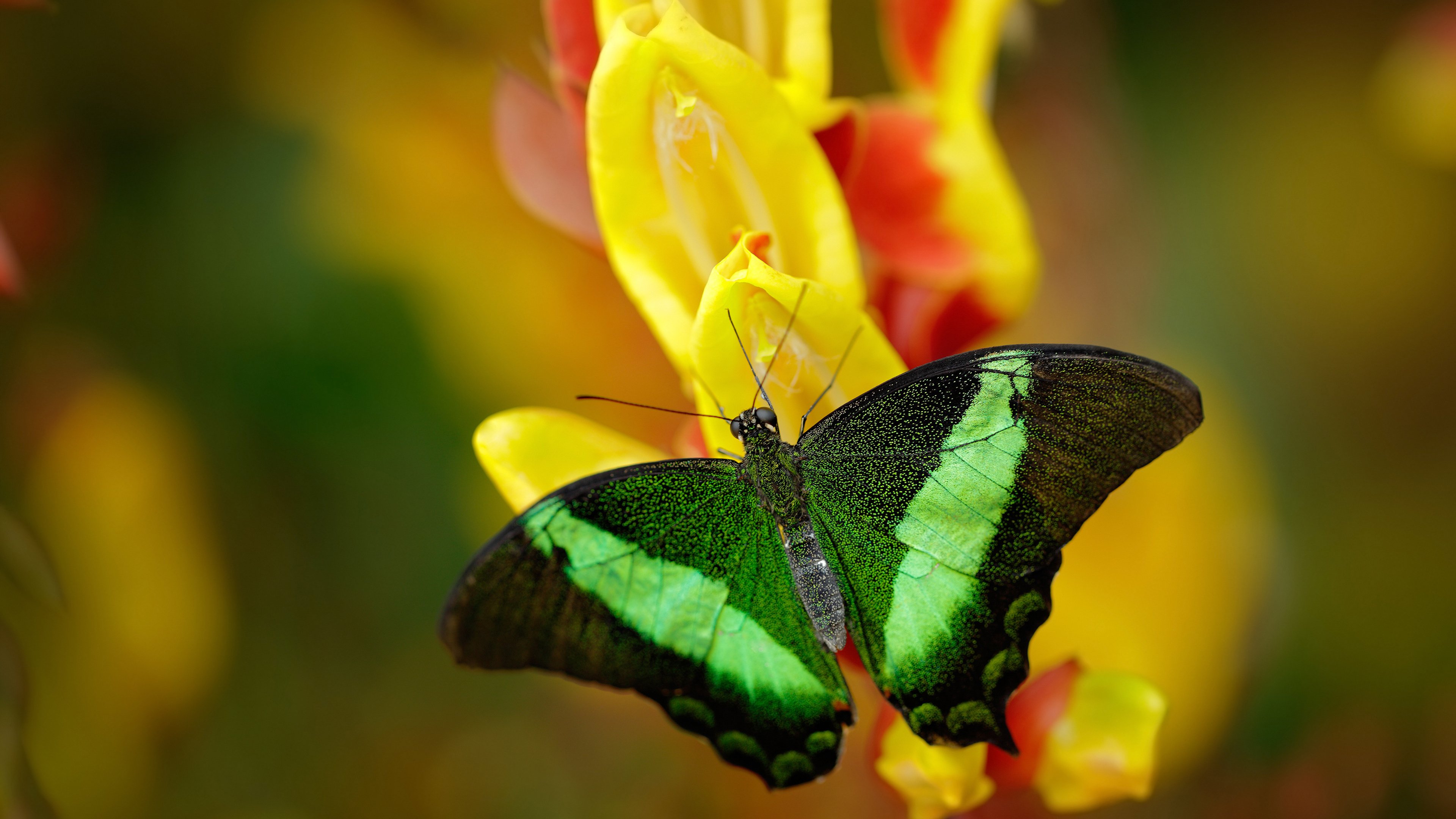 尤文图斯的盾与委内瑞拉的矛，一场历史性碰撞如何成为战术教科书