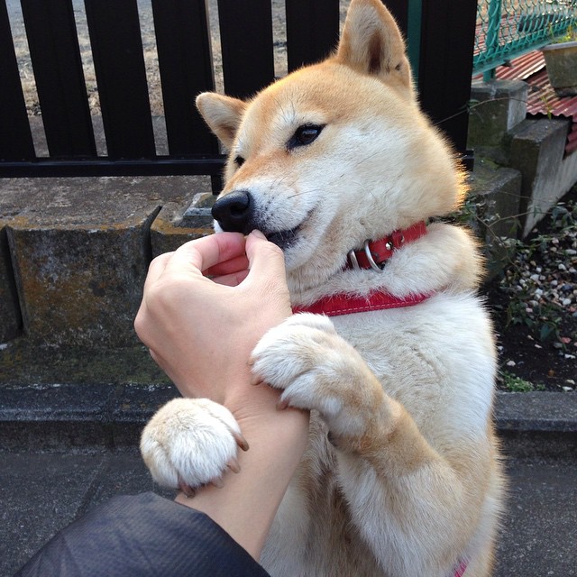 关键先生的唯一性，当黄蜂强压奇才，我们为何都想起了约基奇