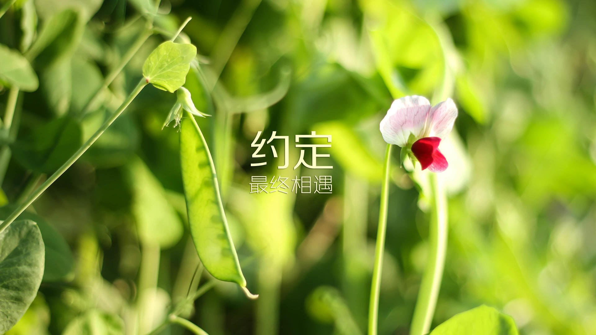 以下是为你构思的文章标题与正文